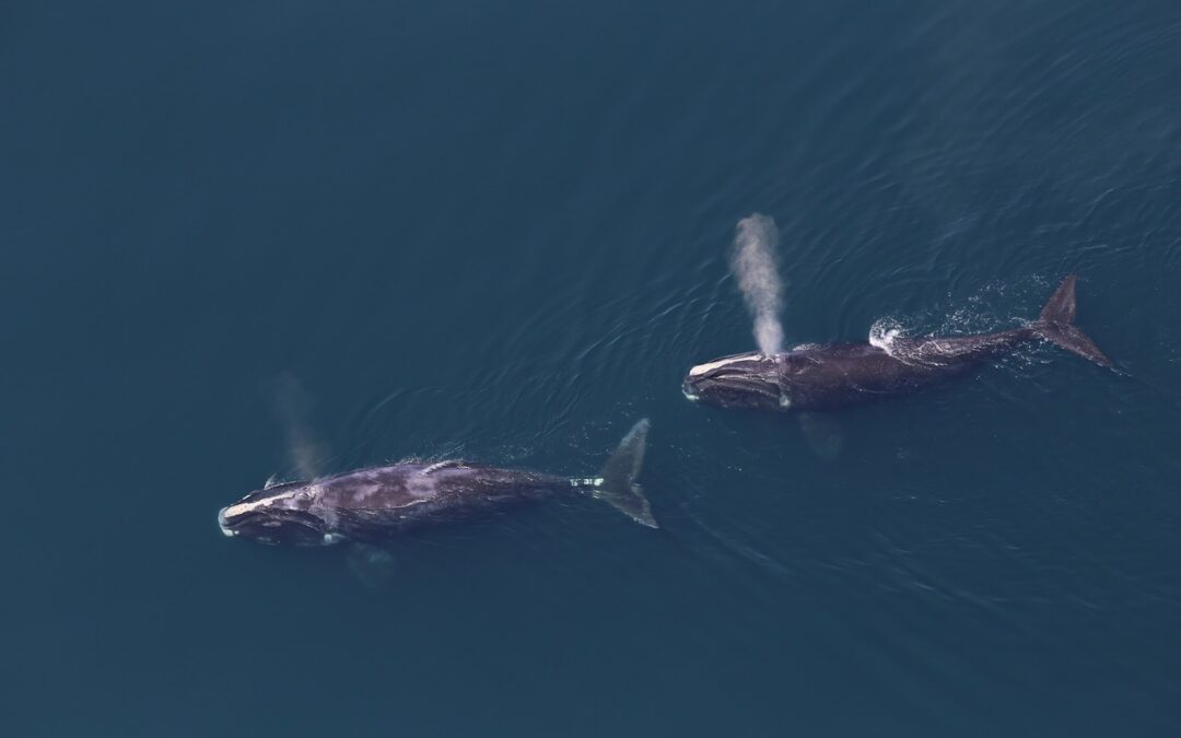 It Appears That the Right Whales Off of Cape Cod Will Receive Little Love from the First Circuit